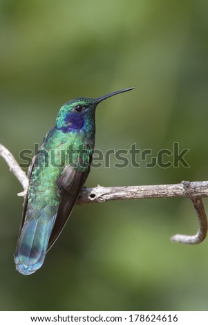 Green Violetear hummingbird (Colibri thalassinus), perched, Santa Marta, Colombia.