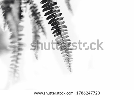 Fern leaf Isolated on white background. black and white photography.
