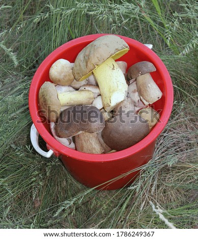 Picked edible fungi in a red bucket. Trophies of a mushroom hunt for vegan food