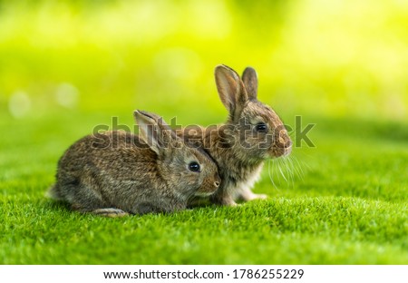 Rabbits. Cute little Easter bunny in the meadow. Green grass under the sunbeams. two rabbits on a green grass in summer day. Royalty-Free Stock Photo #1786255229