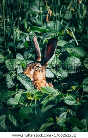 spy wildlife bunny in field
