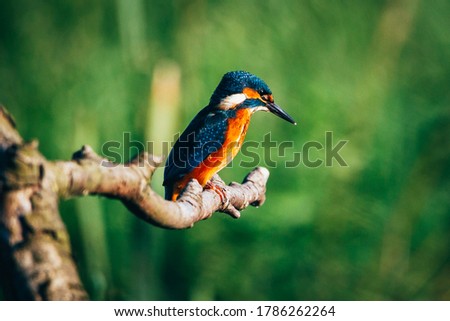 amazing hunting kingfisher need the lake