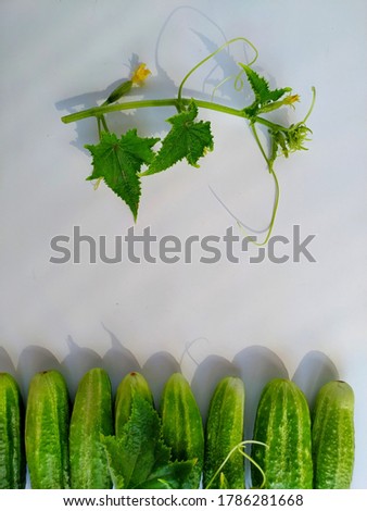 Flatly of fresh farm cucumbers and flowering cucumber sprouts on white background. 