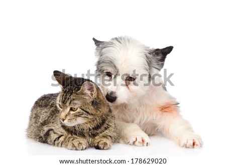 cat and dog lying together. isolated on white background