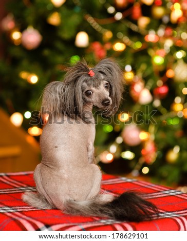 Chinese crested puppy dog looking back