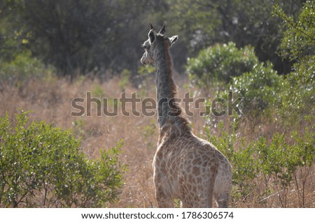 Wild Giraffe Staring in South Africa