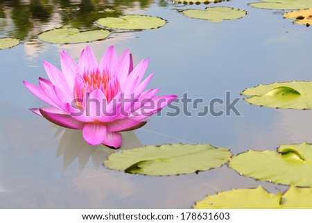 pink lotus flower on the water 