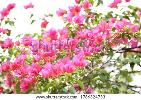 Bougainvillea colorful flowers picture in garden.