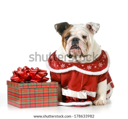 christmas dog - english bulldog dressed in red sitting beside present isolated on white