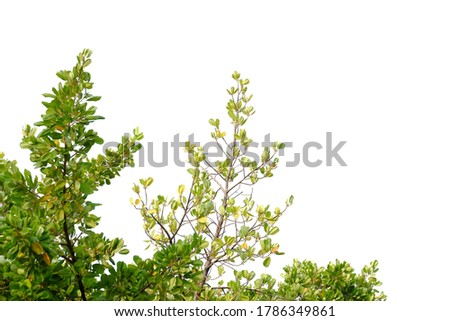 Mangrove plant with leaves branches and sunlight on white isolated background for green foliage backdrop 