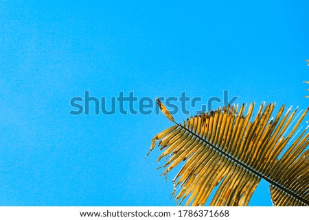 minimalist yellow palm leaves in blue sky background