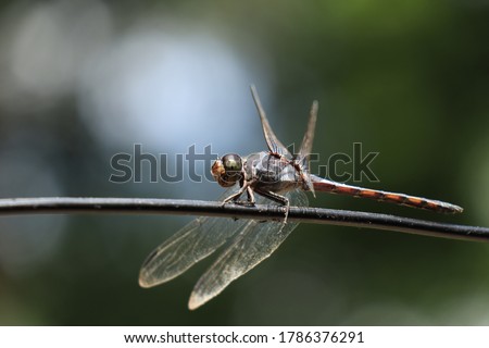 dragonfly insect on a black rope with a bokeh background