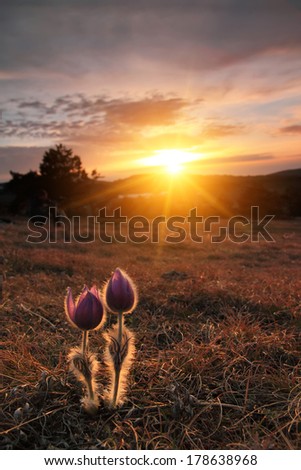 A couple of flowes on sunset in mountains