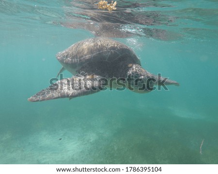 Underwater Sea Turtle looking at the camera. 