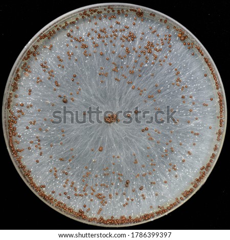 Sclerotium rolfsii Plant Pathogenic Fungi Culture on potato dextrose agar Royalty-Free Stock Photo #1786399397