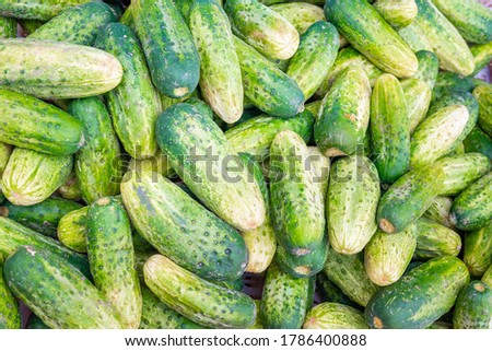 Solid background of fresh ripe and natural cucumbers