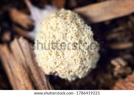 Topview, fuligo septica or slime mold on wooden background, closeup