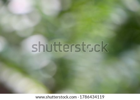 Blurred images and bokeh of the nature background
