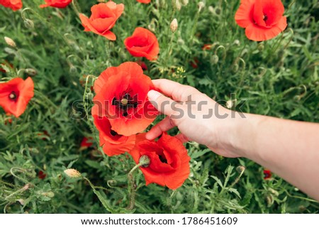 woman hand gentle touching poppy flower