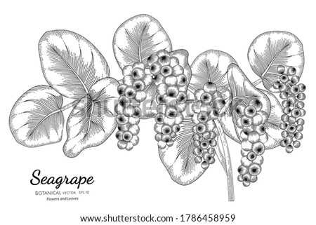 Seagrape fruit hand drawn botanical illustration with line art on white backgrounds. 