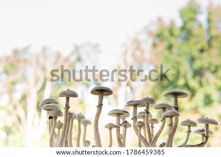 Fungi hallucinogen. Medical research of psilocybin . Fresh Psilocybin shroom. Psilocybin cubensis mushroom.