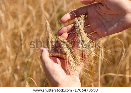 Food security in the world, a global problem, hunger, children must help, poor people need food to live, a hand with a sheaf of wheat. Royalty-Free Stock Photo #1786473530