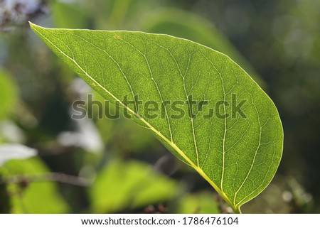 Macro detail of green leaf - nature green background