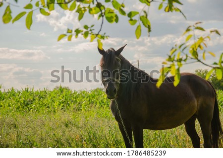 Black horse on green grazes on green grass. Domestic horse on a background of blue sky.
