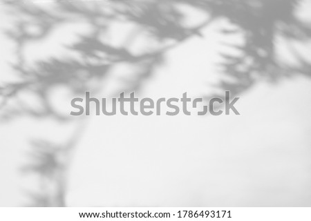 Blurred overlay effect for photo. Gray shadows of tree branches on a white wall. Abstract neutral nature concept background for design presentation. Shadows for natural light effects