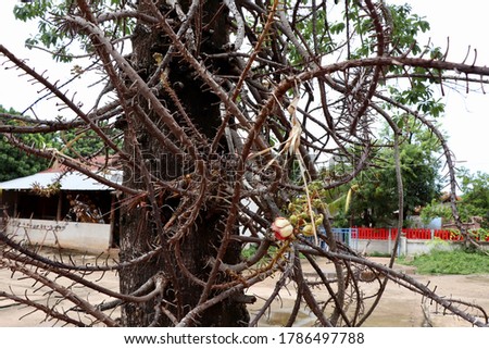 Couroupita guianensis Aubl tree at thailand