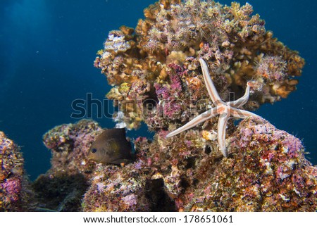 sea stars in a reef colorful underwater landscape background