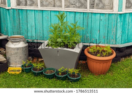 Rustic gardening, plants in pots and in TV case along wall of old wooden house