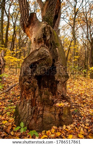 old tree with a huge hollow in the autumn forest