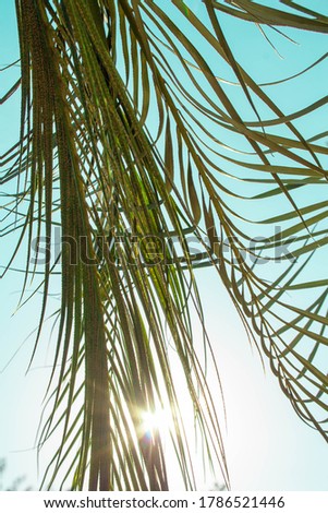 Sunlight shining through palm leaves against blue sky
