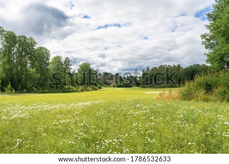 Huge green rural fields covered with white daisies. Rows of trees crowns with foliage on the edge of fields background. Landscapes of Scandinavia on a cloudy summer day. Wild flowers meadows.