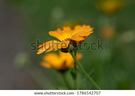 Calendula officinalis bright orange flowers in bloom, beautiful medical flowering plant on green background