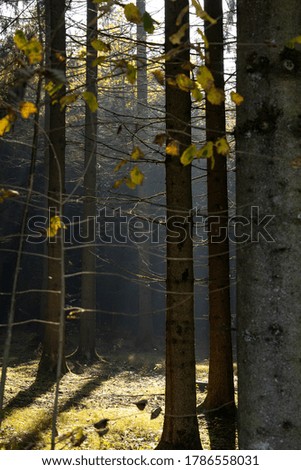 In the woods of Austria