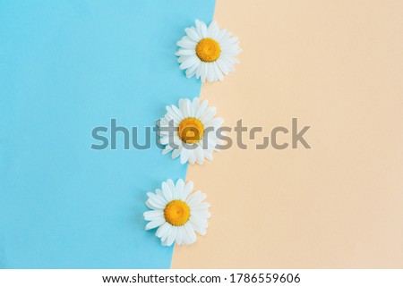 Beautiful white daisy flowers on a light blue and peach pastel background. Greeting card for summer days. Place for text. Close-up.
