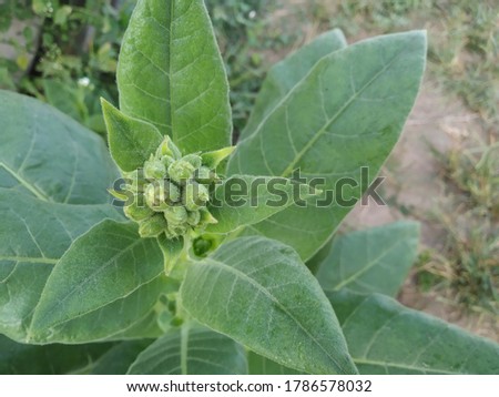 Beautiful  top view of tobacco flower buds. High Resolution closeup tobacco image with green leaves in the fields. Tobacco plant (nicotiana tabacum) with ground and grass as background. Royalty-Free Stock Photo #1786578032