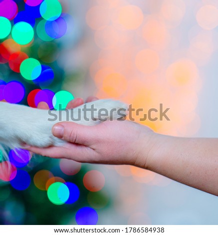Man's hand holds a dog's paw on the background of Christmas lights. Man and Dog Togetherness in Holidays Concept
