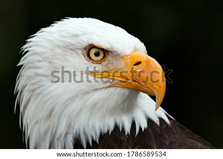 
Profile portrait eagle booted on black background