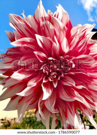 
Dahlia is a genus of perennial herbaceous plants of the Aster family. Large flower of bright red-white color. Beautiful floral background. The flower petals are illuminated by sunlight.