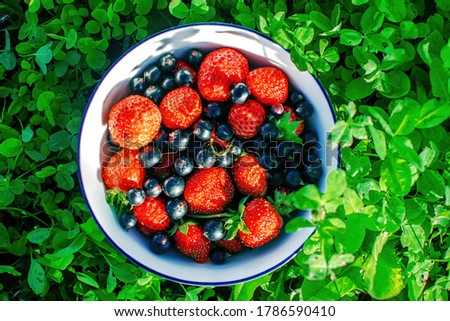 Bowl with strawberries and black currants on the garden against the backdrop of summer foliage.