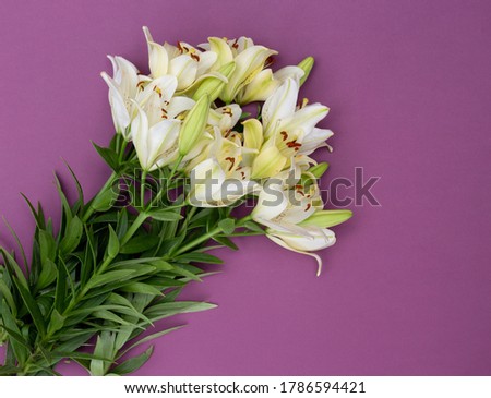Fresh bouquet of white lilies on purple background. Trendy image with blossom om colored bright pink paper. Blooming stylish minimalistic picture 2020. Horizontal, top view, copy space