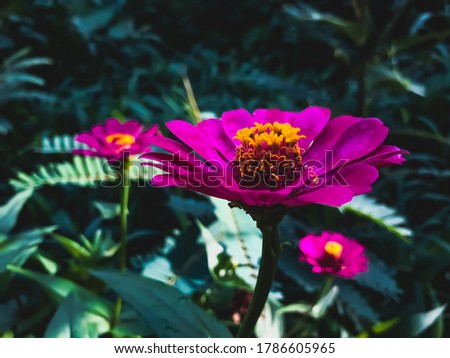 Pink color flowers with leaves. Green color background