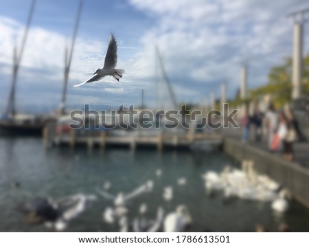 Blur bokeh picture of seagull bird freely flying in the air with blue bright sky and white cloud at the marina habour while many blurred pedestrians walking and passing by in Lausanne, Switzerland