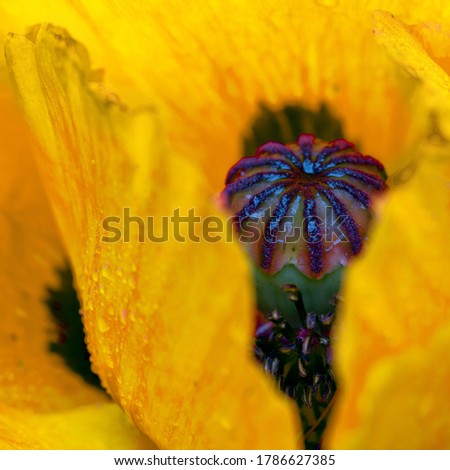 Close Up shot of a large yellow poppy flower.