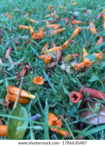 Blur picture  of a flowers on the floor