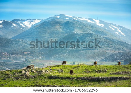 Peaceful landscape of Golan Heights: view of snow-capped Mount Hermon on a border with Syria and Lebanon - Israel's only ski resort, with brown cows grazing in a green pasture; Northern Israel Royalty-Free Stock Photo #1786632296