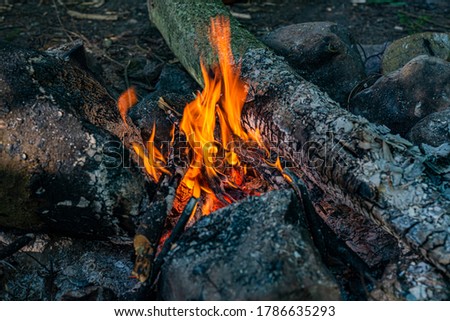Flames of a bonfire in the forest in nature, photo of camping. Selected focus